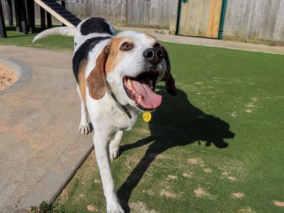 Tuppence — Foxhound