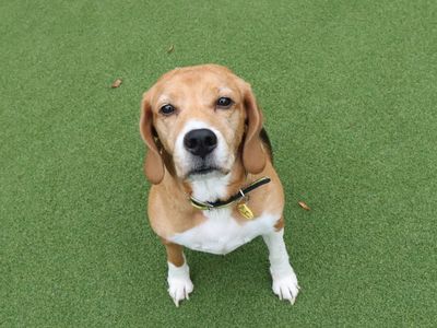 Poppy | Beagle | Evesham (Worcestershire) - 1