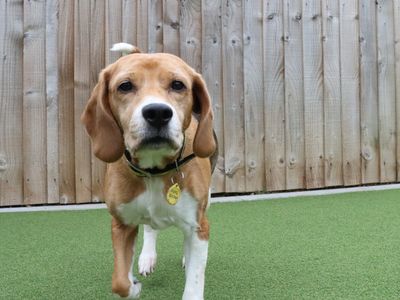 Poppy | Beagle | Evesham (Worcestershire) - 3