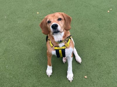 Poppy | Beagle | Evesham (Worcestershire) - 5