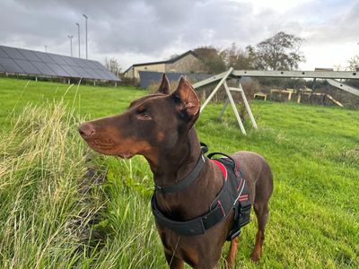 Hunter | Dobermann | Bridgend (Wales) - 3