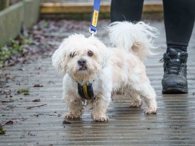 Diggy | Shih Tzu | Loughborough - 2