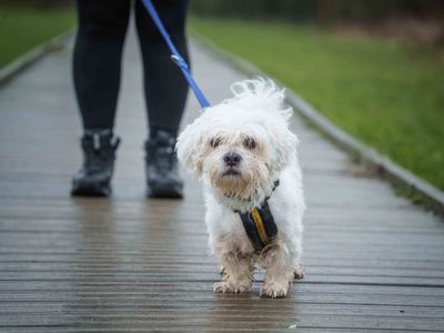 Diggy | Shih Tzu | Loughborough - 3