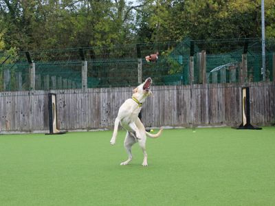Tucker | Retriever (Labrador) | Glasgow - 3
