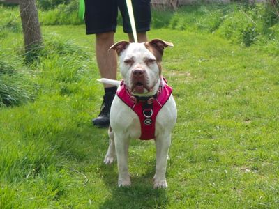 Pudding | Terrier (Staffordshire Bull) Cross | Harefield West London - 3