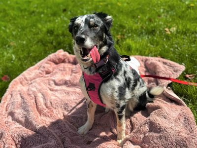 Mabel | Collie (Border) | Bridgend (Wales) - 5