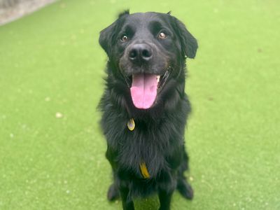 Jet | Collie (Border) Cross | Canterbury - 3