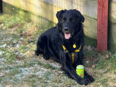 Jet, a 3 years old male Collie X Labrador available for adoption from Dogs Trust in Kent