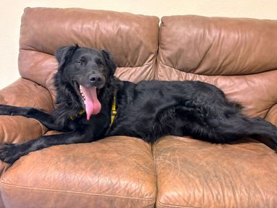 Jet | Collie (Border) Cross | Canterbury - 3