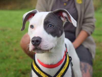 Daisy SBT | Terrier (Staffordshire Bull) Cross | Harefield West London - 3