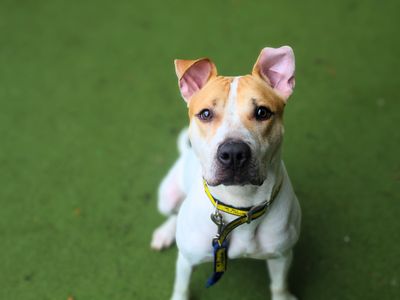 Nova, a 2 years old female Bulldog available for adoption from Dogs Trust in Snetterton (Norfolk)