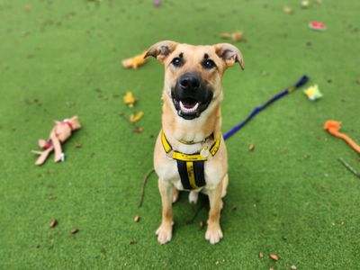 Tailor | German Shepherd Dog Cross | Canterbury - 3