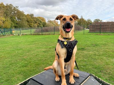 Tailor | German Shepherd Dog Cross | Canterbury - 3