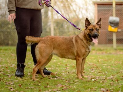 Gucci | Belgian Shepherd Dog (Malinois) Cross | Kenilworth (West Midlands) - 3