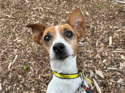 Pearl | Terrier (Jack Russell) | Shoreham (Sussex) - 3