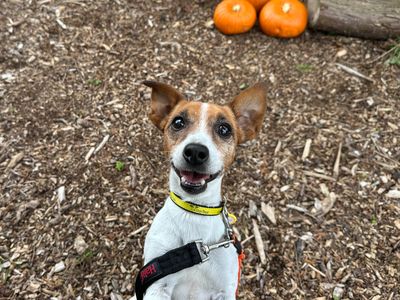 Pearl | Terrier (Jack Russell) | Shoreham (Sussex) - 5