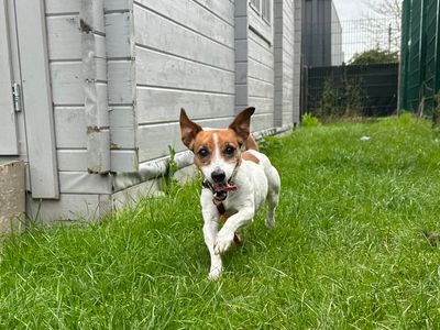 Pearl | Terrier (Jack Russell) | Shoreham (Sussex) - 5