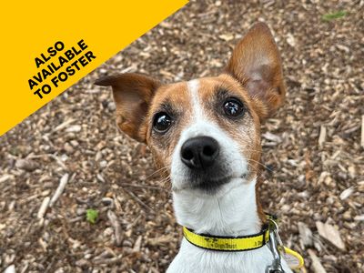 Pearl | Terrier (Jack Russell) | Shoreham (Sussex) - 3