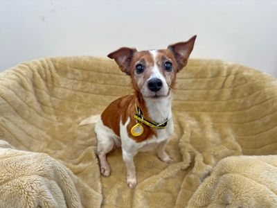 Hattie | Terrier (Jack Russell) | Shoreham (Sussex) - 3