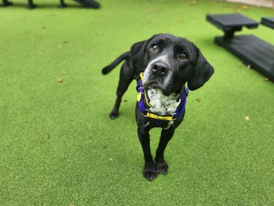 Orbit | Spaniel (English Springer) Cross | Canterbury - 2