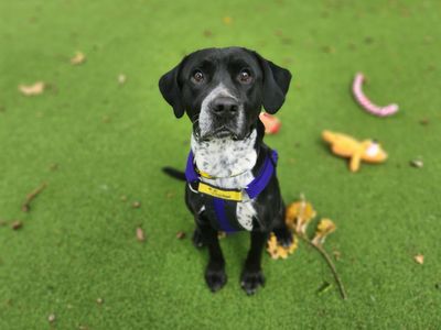 Orbit | Spaniel (English Springer) Cross | Canterbury - 3