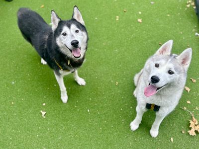 Echo & Pixel | Siberian Husky | Canterbury - 2
