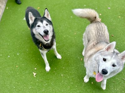 Echo & Pixel | Siberian Husky | Canterbury - 3