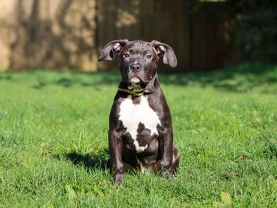 Dobby | Terrier (Staffordshire Bull) | Darlington - 3