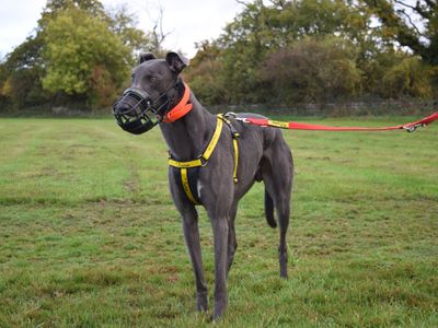 Tye | Greyhound | Harefield West London - 3
