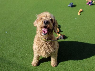 Arthur, a 9 years old male Cocker Spaniel available for adoption from Dogs Trust in County Durham