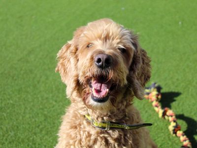 Arthur — Spaniel (Cocker) Cross