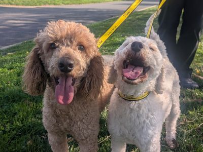 Cedric and Archie | Poodle (Miniature) | Darlington - 1