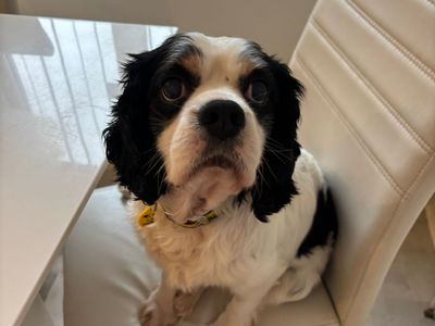 Albert | Spaniel (Cavalier King Charles) | Ballymena (Northern Ireland) - 3