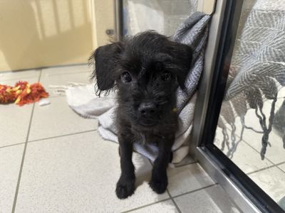 Raven | Poodle (Miniature) Cross | Ballymena (Northern Ireland) - 3