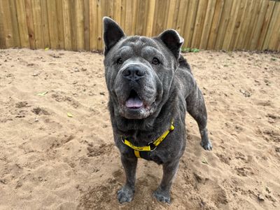 Romeo, a 4 years old male Chow Chow available for adoption from Dogs Trust in Ilfracombe, Devon