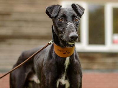 Peter, a 5 years old male Lurcher available for adoption from Dogs Trust in Warwickshire