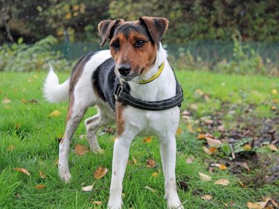 Toby | Terrier (Jack Russell) | Merseyside (Liverpool) - 2