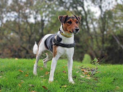 Toby | Terrier (Jack Russell) | Merseyside (Liverpool) - 3