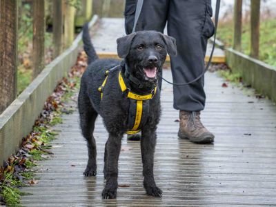 Nigel | Poodle (Miniature) Cross | Loughborough - 2
