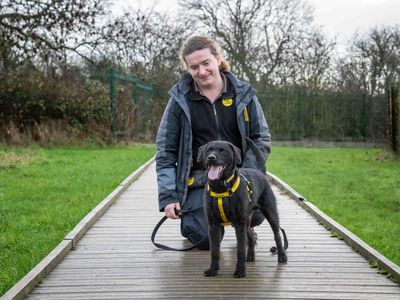 Nigel | Poodle (Miniature) Cross | Loughborough - 3