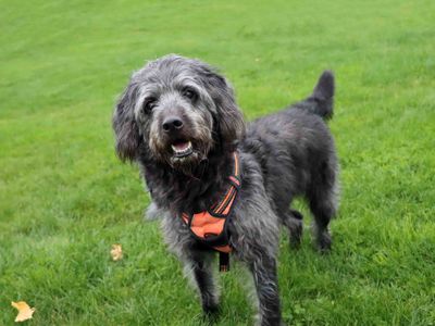 Bruno | Retriever (Labrador) Cross | Darlington - 2
