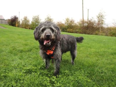 Bruno | Retriever (Labrador) Cross | Darlington - 3