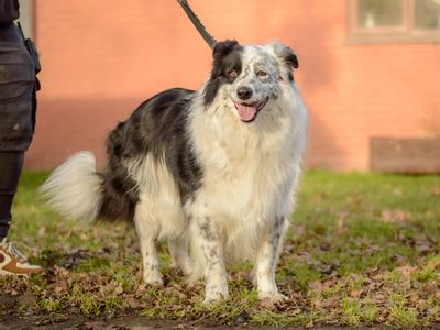 Shaun | Collie (Border) | Kenilworth (West Midlands) - 3