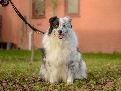 Shaun | Collie (Border) | Kenilworth (West Midlands) - 2