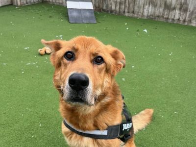 Guiness | German Shepherd Dog | Salisbury (Wiltshire) - 2