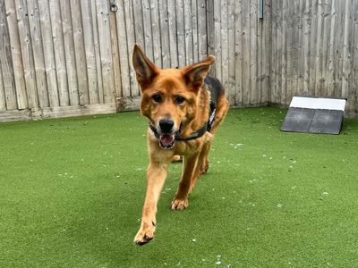 Guiness | German Shepherd Dog | Salisbury (Wiltshire) - 3