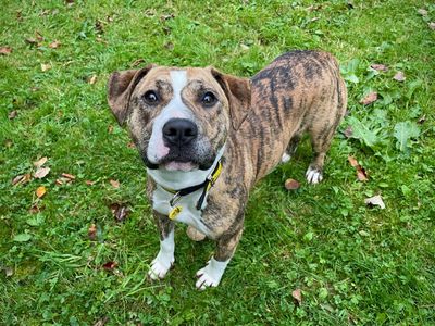Bracken | Terrier (Staffordshire Bull) Cross | Cumbria - 2