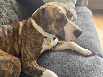 Bracken | Terrier (Staffordshire Bull) Cross | Cumbria - 3