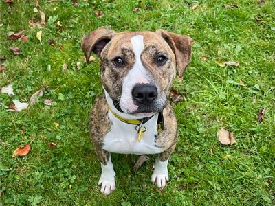 Bracken, a 1 year old female Staffordshire Bull Terrier available for adoption from Dogs Trust in Cumbria
