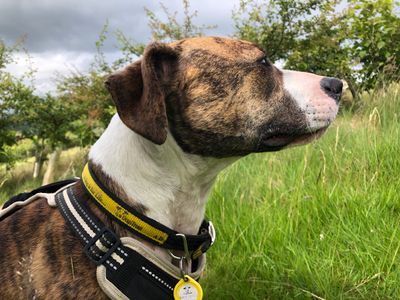 Bracken, a 1 year old female Staffordshire Bull Terrier available for adoption from Dogs Trust in Cumbria
